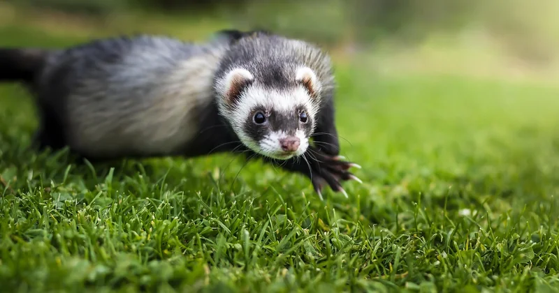 Quand le bouchon résiste : la ventouse, le furet et le siphon